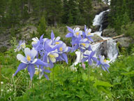 columbines, Rocky Mountain National Park