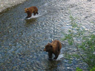 bears near Hyder, AK