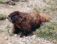marmot on Longs Peak