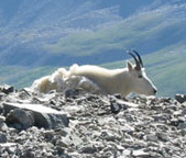 Goat on Grays Peak